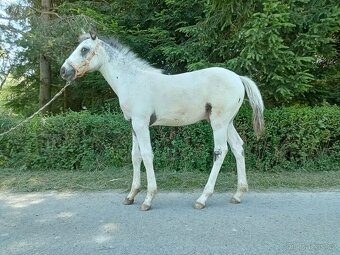 Letošní hřebeček Appaloosa FPD 100% - 3