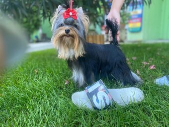 Yorkshire terrier, york - 3