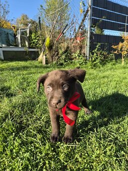 štěně labrador a hnědá fena IHNED - 3
