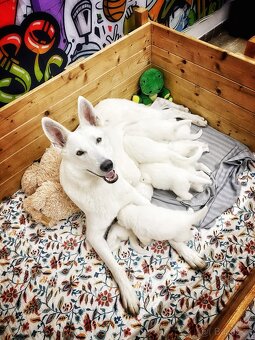 Bílý švýcarský ovčák s PP-štěně - 3