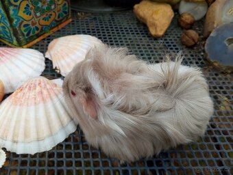 Morčátko holčička - 3