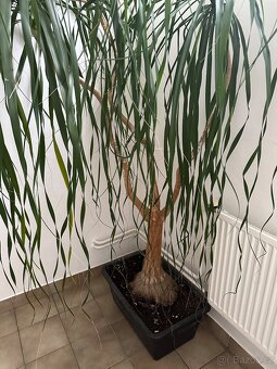Beaucarnea Sloní noha - 3