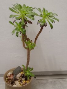 Prodám sukulenty Aeonium arboreum - 3