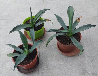 Prodám Agáve,výška-65cm,šířka-90cm.500Kč.Menší za 250 Kč. - 3