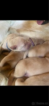 Štěňátka zlatého retrívra – 3 fenky, 5 pejsků, bez PP - 3