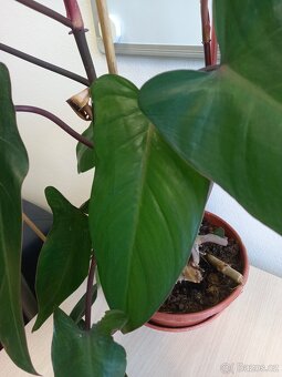 Philodendron Red - 3