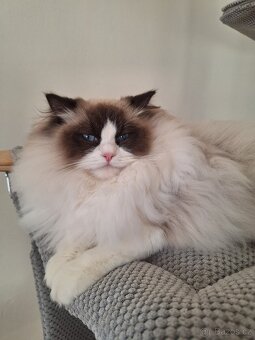 Koťátko Ragdoll s PP - 3