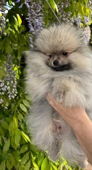 Pomeranian s p.p - 3