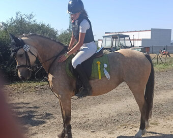 PRODÁM, NEBO PRONAJMU LUXUSNÍ SPORTOVNÍ PONY 147 CM.. - 3