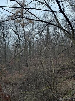 Prodáme lesní pozemek v k.ú. Dobětice - 3