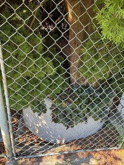 Vzrostlá túje v nádobě - 3