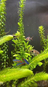 Prodám skvělé akvárko pro rybičky Fluval Flex 57 L - 3