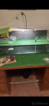 Želva Nádherná - 3