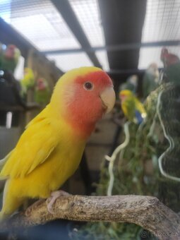 Agapornis ručně dokrmený - 3