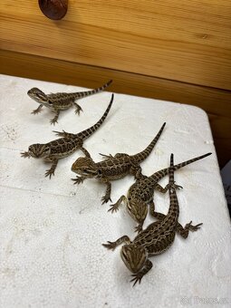 Prodám mláďata agamy vousaté - 3