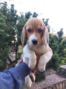 Bígl štěňátka s PP - 3