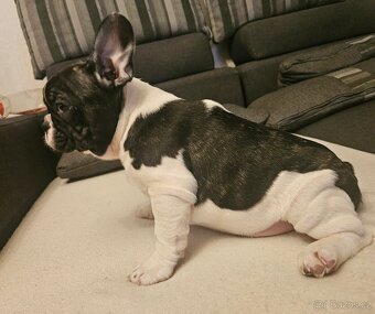 Francouzský buldoček - 3