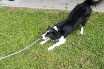 Krytí border kolie bez Pp - 3