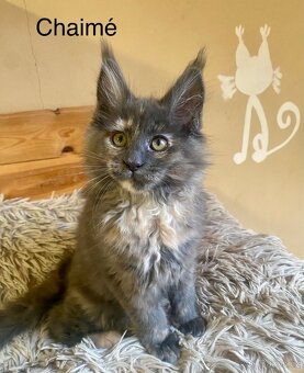 Mainská mývalí s PP - 3