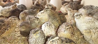 Křepelka japonská - 3