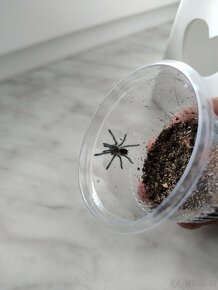 Pamphobeteus platyomma 4.svlek - 3