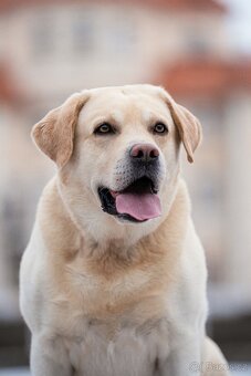 Labradorský Retriever ke krytí - 3