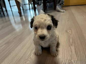 Prodám štěně Jack russel teriér - 3