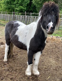 Prodám pony kobylku - 3