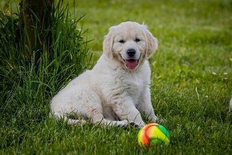 Golden retriever Zlaty retriever šteniatka s pp - 3