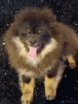 Pomeranian/Zwergspitz s PP - 3