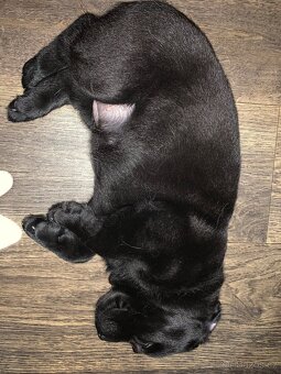 Štěňátka labradora - 3