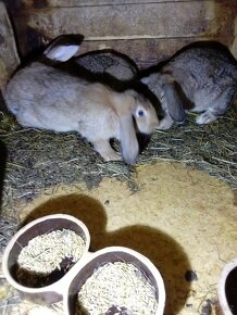 Kříženec Francouzského berana - 3