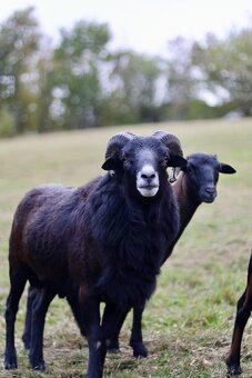 Kamerunský beránek - 3