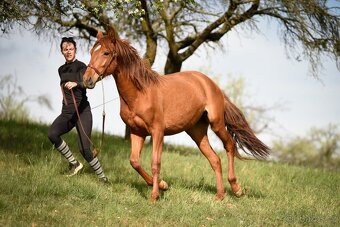 Lusitano klisna PSL úžasná milá povaha - 3