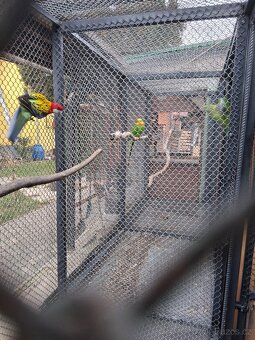 3 léta samička rosela goldmantel - 3