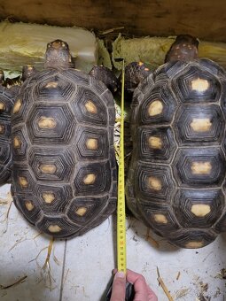 Chovný pár želvy uhlířské - 3