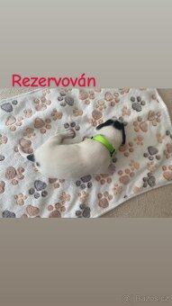 Štěnata Jack Russel Teriér - 3