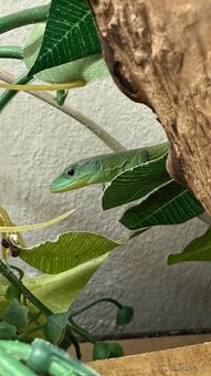 Gastropholis prasina 1.1 - 3