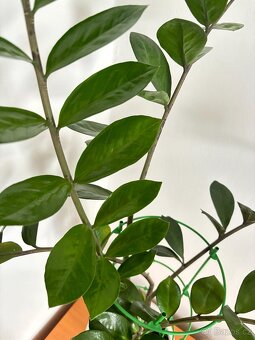 Zamioculcas, výška rostliny 110 cm - 3