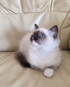 Ragdoll kočička s necuchavou srstí - 3