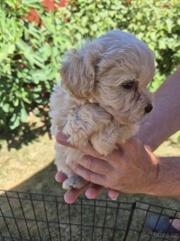 Maltipoo - 3