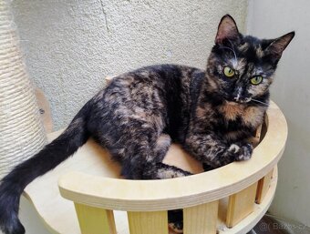 100+1 kočka k adopci - 3