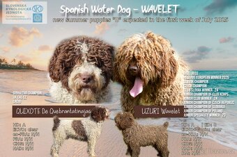 Španělský vodní pes - Perro De Agua Español - s PP - 3