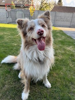 Pes red merle s PP - 3