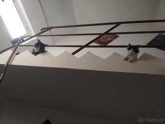 Mainská mývalí kočka a kocour - 3