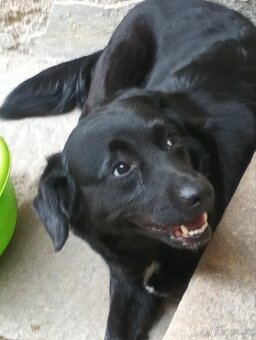 Daruji do dobrych rukou - 3