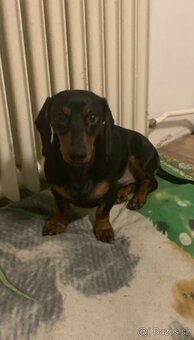 Jezevčík trpasličí - 3