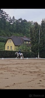 Mladý Pony Welsh 148cm - 3