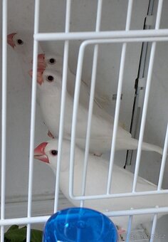 Rýžovník bílý, - 3