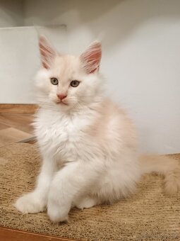 Mainská mývalí s PP - 3